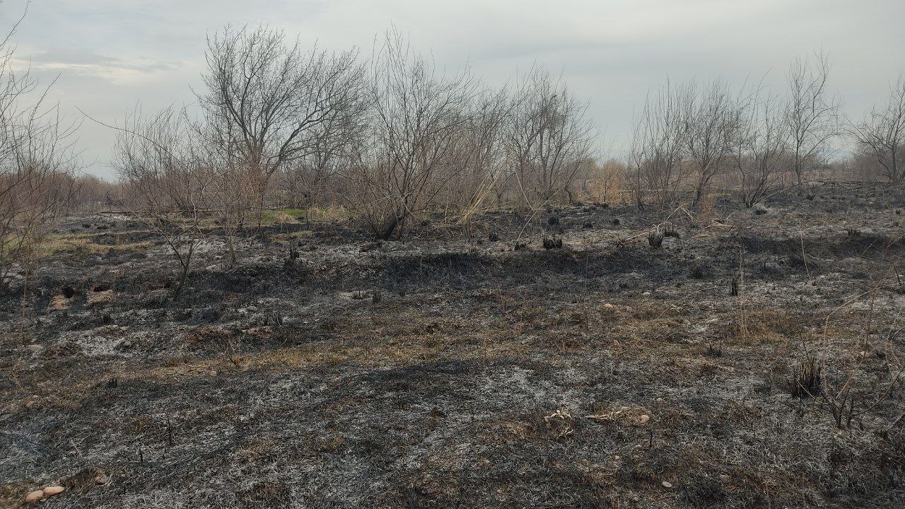 Оҳангарондаги боғда 1,5 мингга яқин дарахт ёқиб юборилгани айтилди