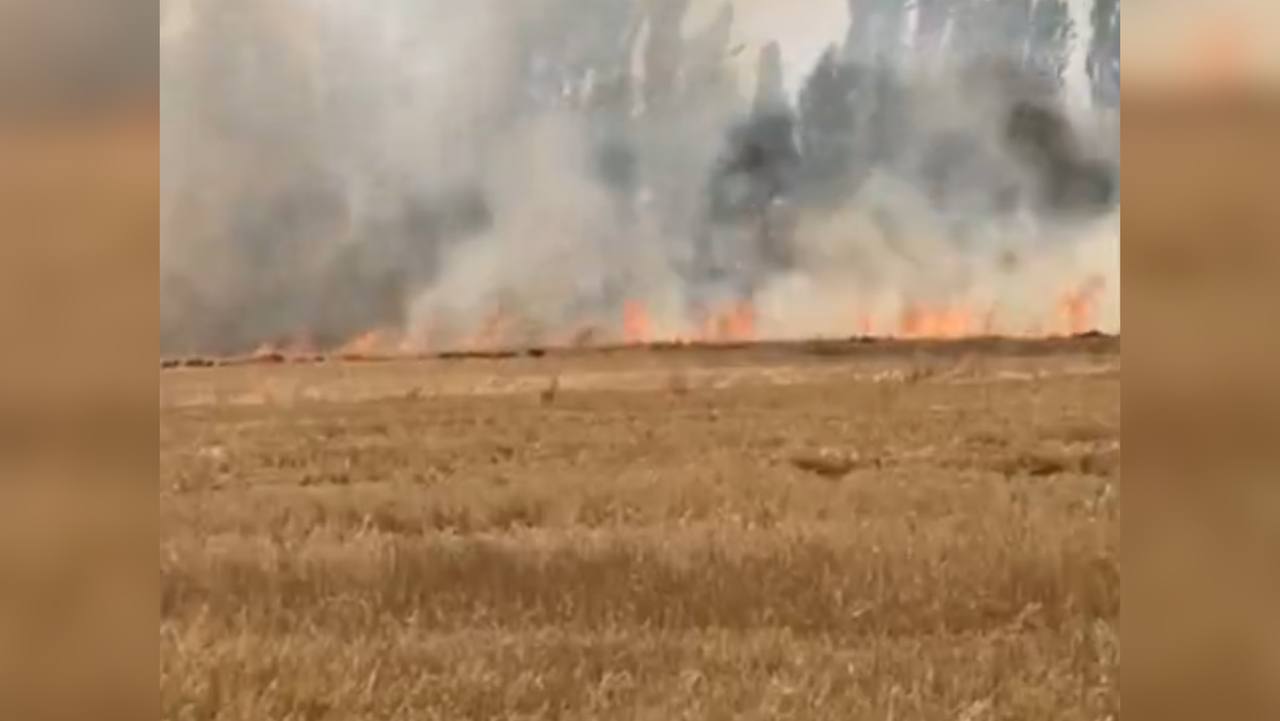 Андижондаги ғалладан бўшаган ер майдонида ёнғин содир бўлди