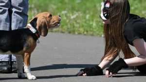 IIV Toshkentda kvadroberlar paydo bo‘layotganidan ogohlantirdi