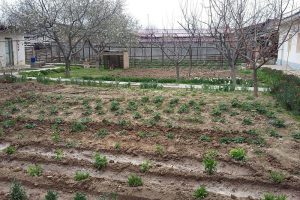 O‘zboshimchalik bilan egallangan yerlarni rasmiylashtirish uchun to‘lov miqdori ma’lum qilindi