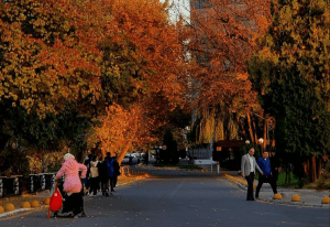 22-noyabr kuni uchun ob-havo prognozi e’lon qilindi