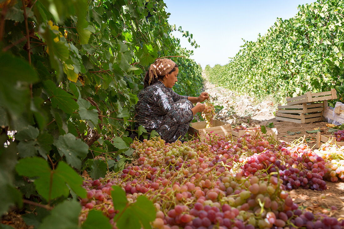 Узбекистан за девять месяцев экспортировал виноград почти на 106 миллионов долларов