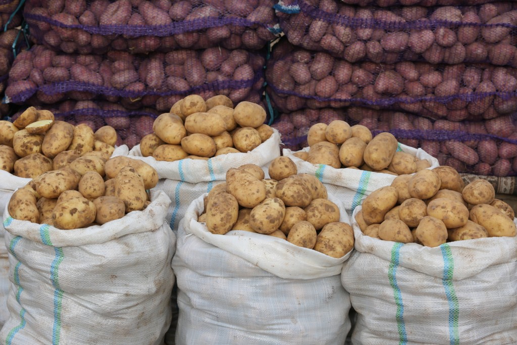 Стало известно, почему сжигают зараженный картофель при ввозе в Узбекистан