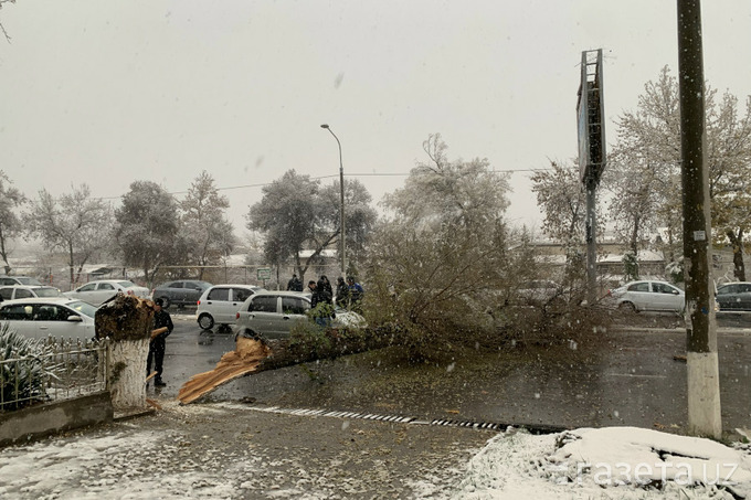 В центре Ташкента огромное дерево упало на проезжую часть