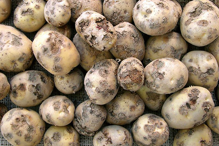 Выяснилось, какой вред наносит организму человека зараженный картофель