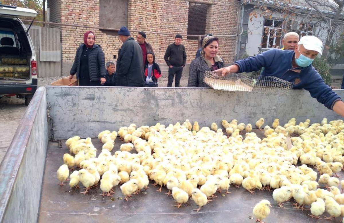 В Андижанской области малообеспеченным семьям раздали 12 тысяч цыплят
