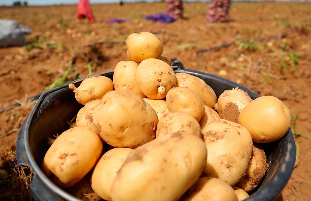 С начала года Узбекистан увеличил импорт картофеля