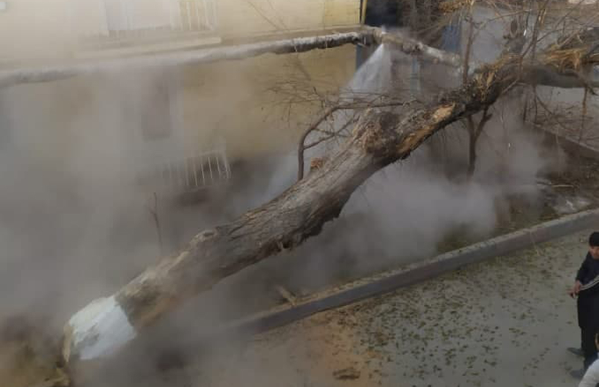 В одном из районов Ташкента неизвестные повалили дерево аккурат на теплотрассу