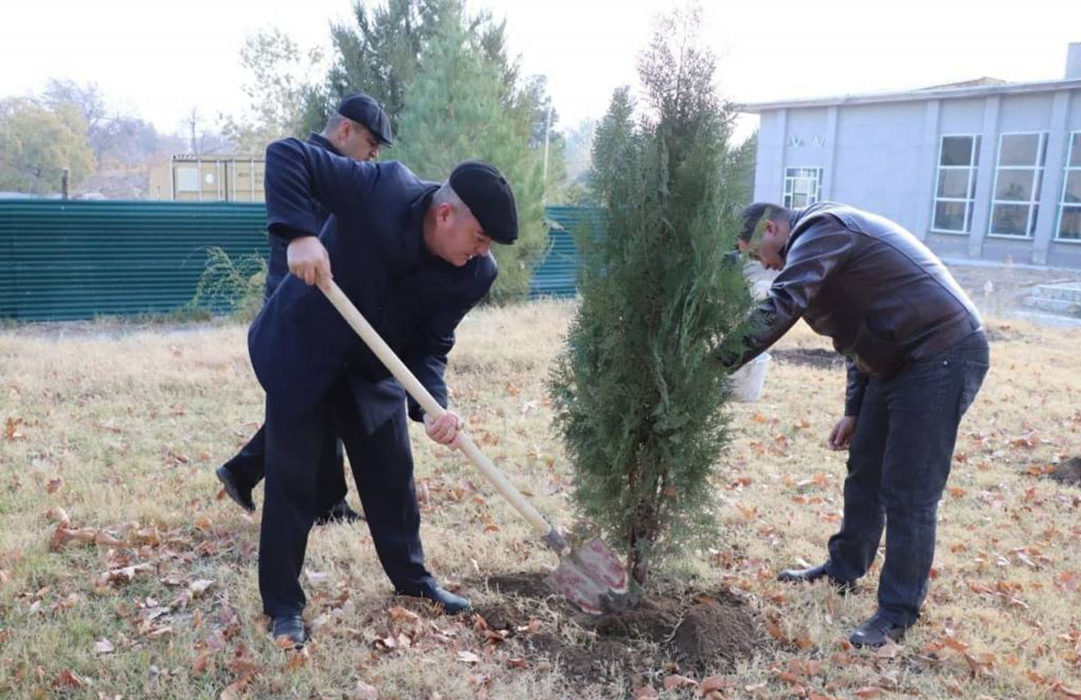 В Навои сотрудники хокимията понасажали хвойные деревья, несмотря на слова президента