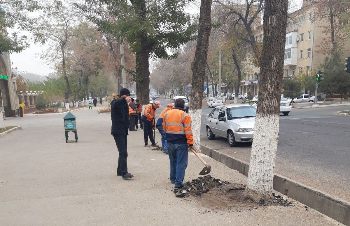 В Ташкенте все-таки спасли несколько заасфальтированных деревьев