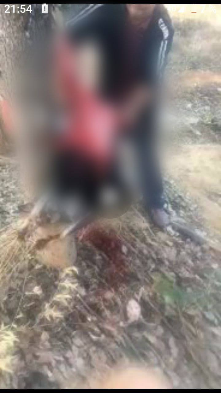 В узбекских Telegram-группах начали распространяться видео с жестокими убийствами и пытками животных