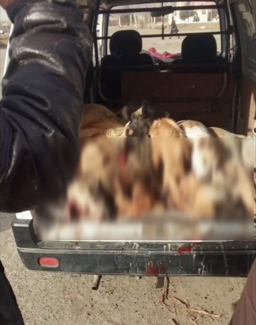 Умирающие «друзья человека»: В соцсетях появились шокирующие кадры истребления собак на улицах Узбекистана