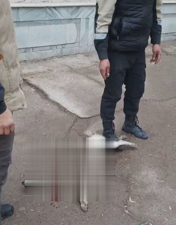 Умирающие «друзья человека»: В соцсетях появились шокирующие кадры истребления собак на улицах Узбекистана
