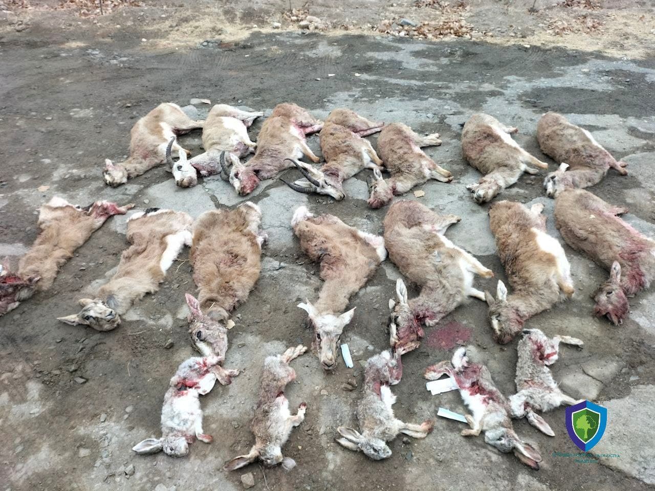 В Каракалпакстане браконьеры убили оленей и зайцев занесенных в «Красную книгу»