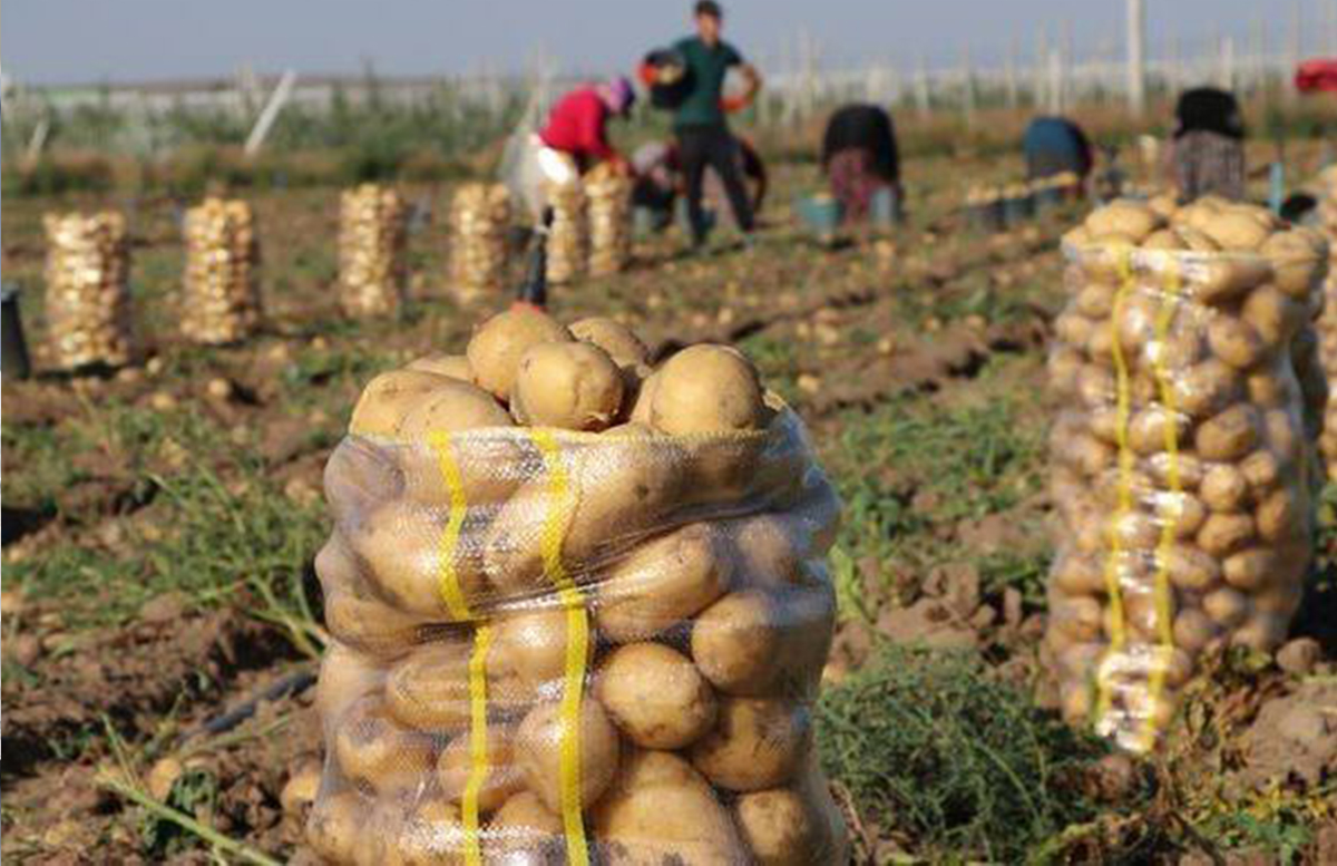 Выяснилось, с каких стран Узбекистан закупает картофель