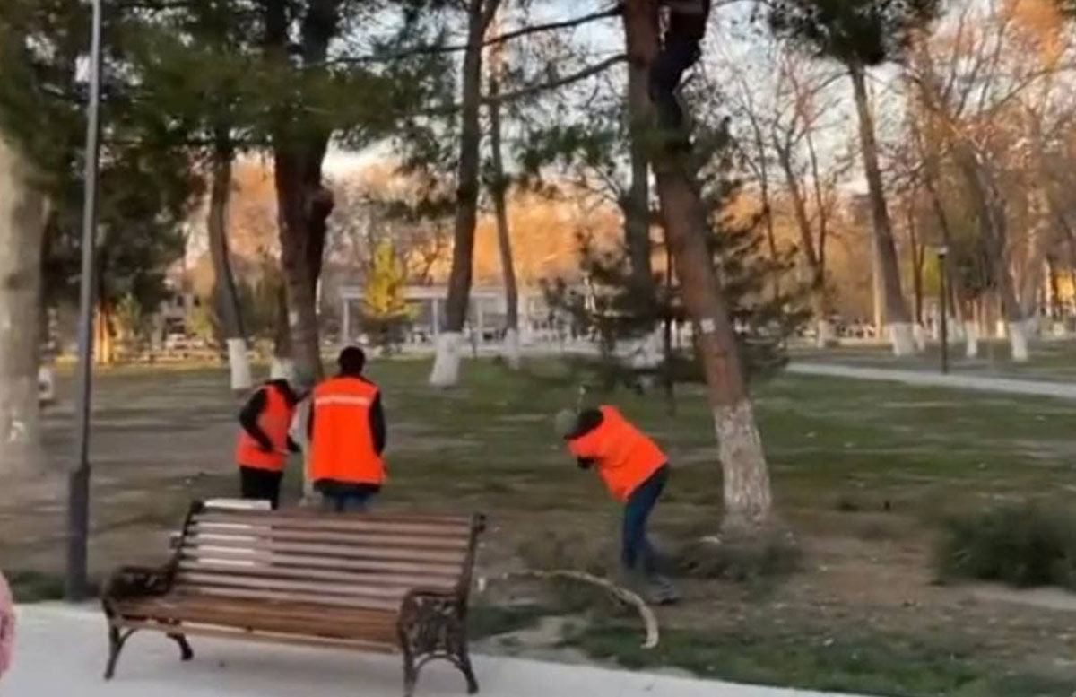 «Обратно не приклеить»: В Самарканде демонтировали ёлку из здоровых веток сосен — видео