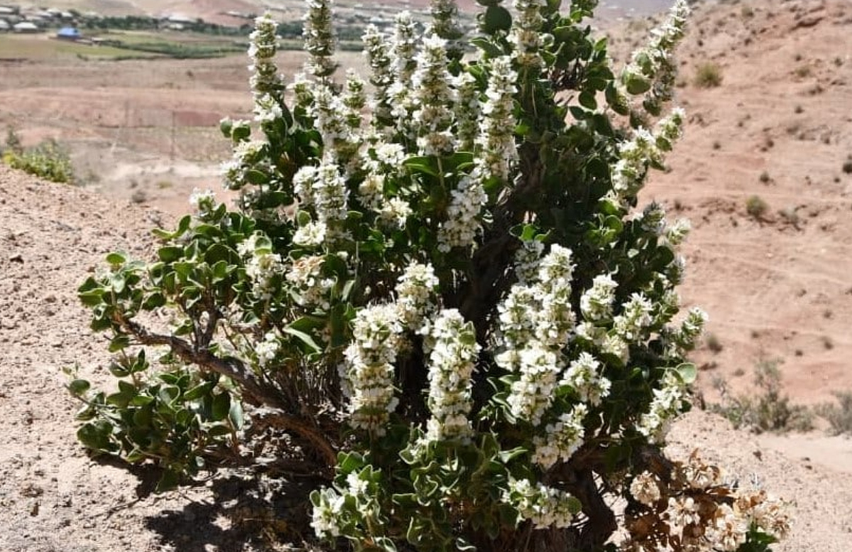 Редкое растение из Узбекистана внесли в Красную книгу