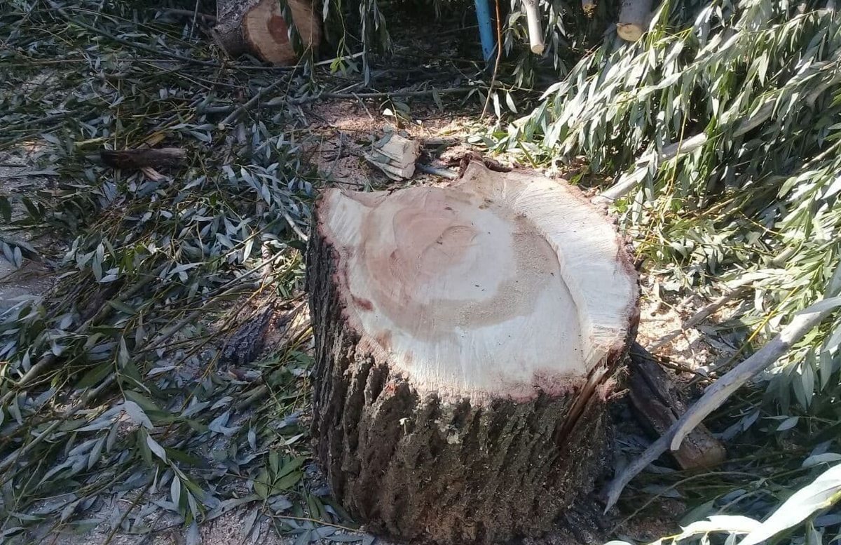В Узбекистане зачастили незаконно вырубать деревья