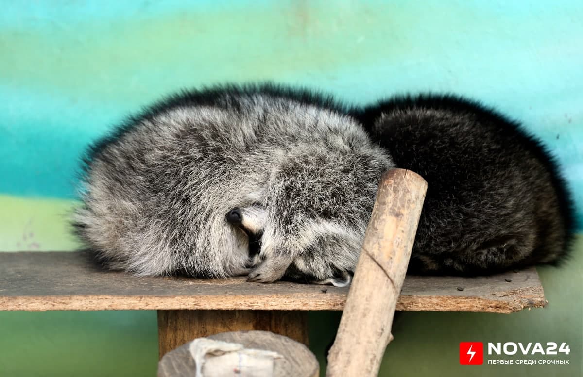 Жизнь Ташкентского зоопарка — фоторепортаж