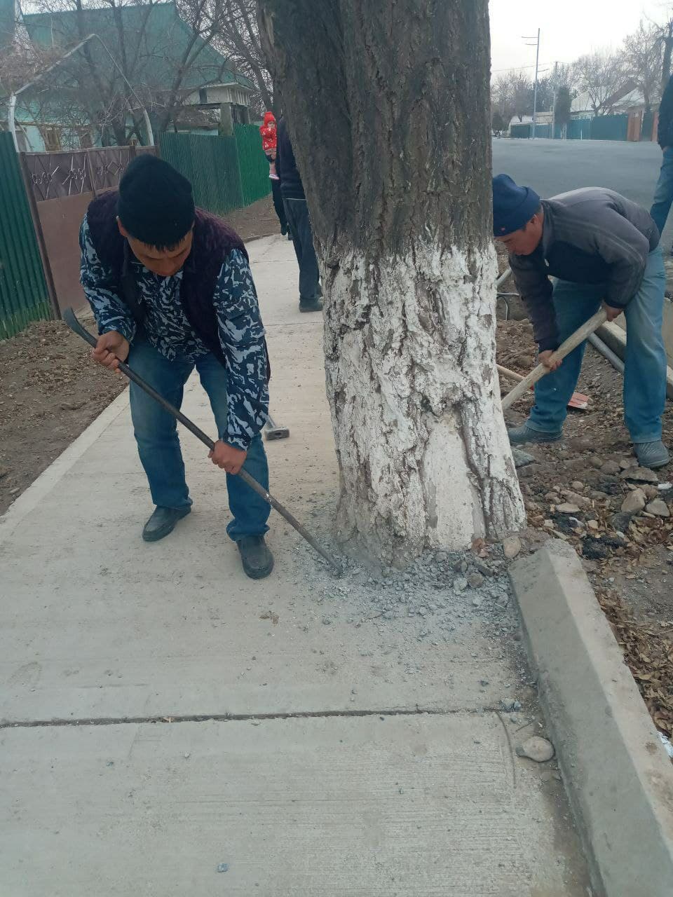 Причастные к бетонированию деревьев в Джизаке граждане получили «по заслугам»
