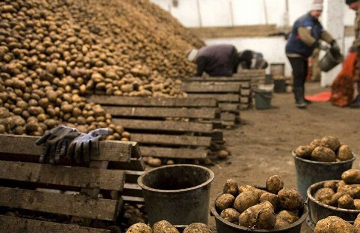 В Узбекистане с начала года импорт картофеля вырос на 8%