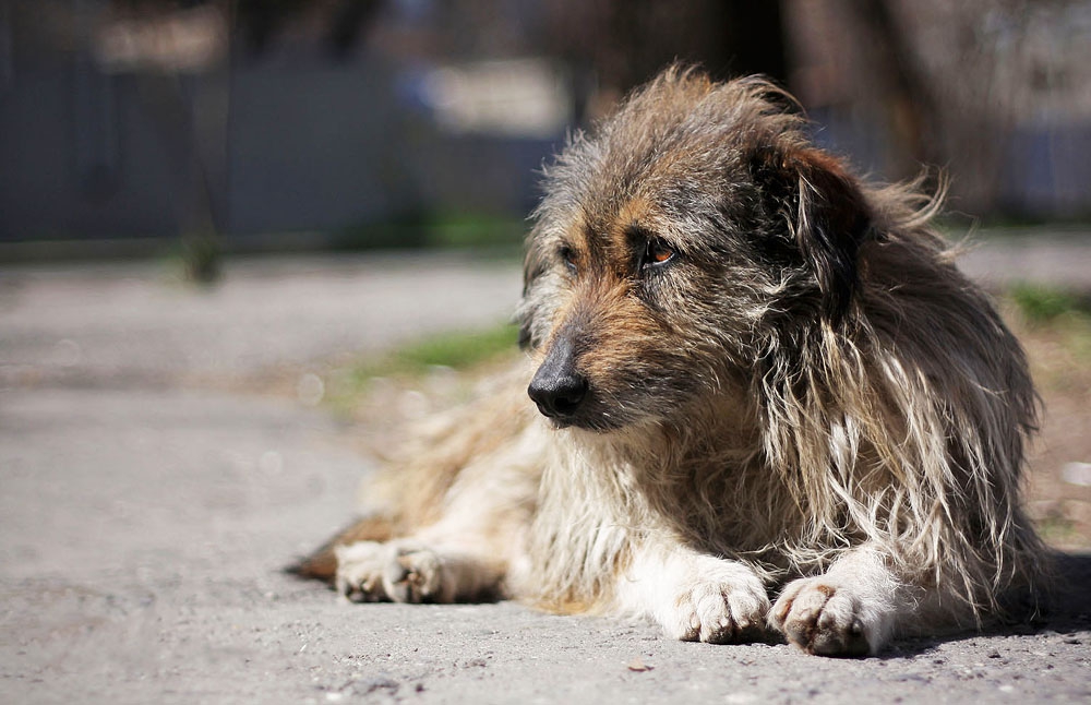 В Джизаке жители застрелили бездомных собак и выбросили в мусорный бак – видео