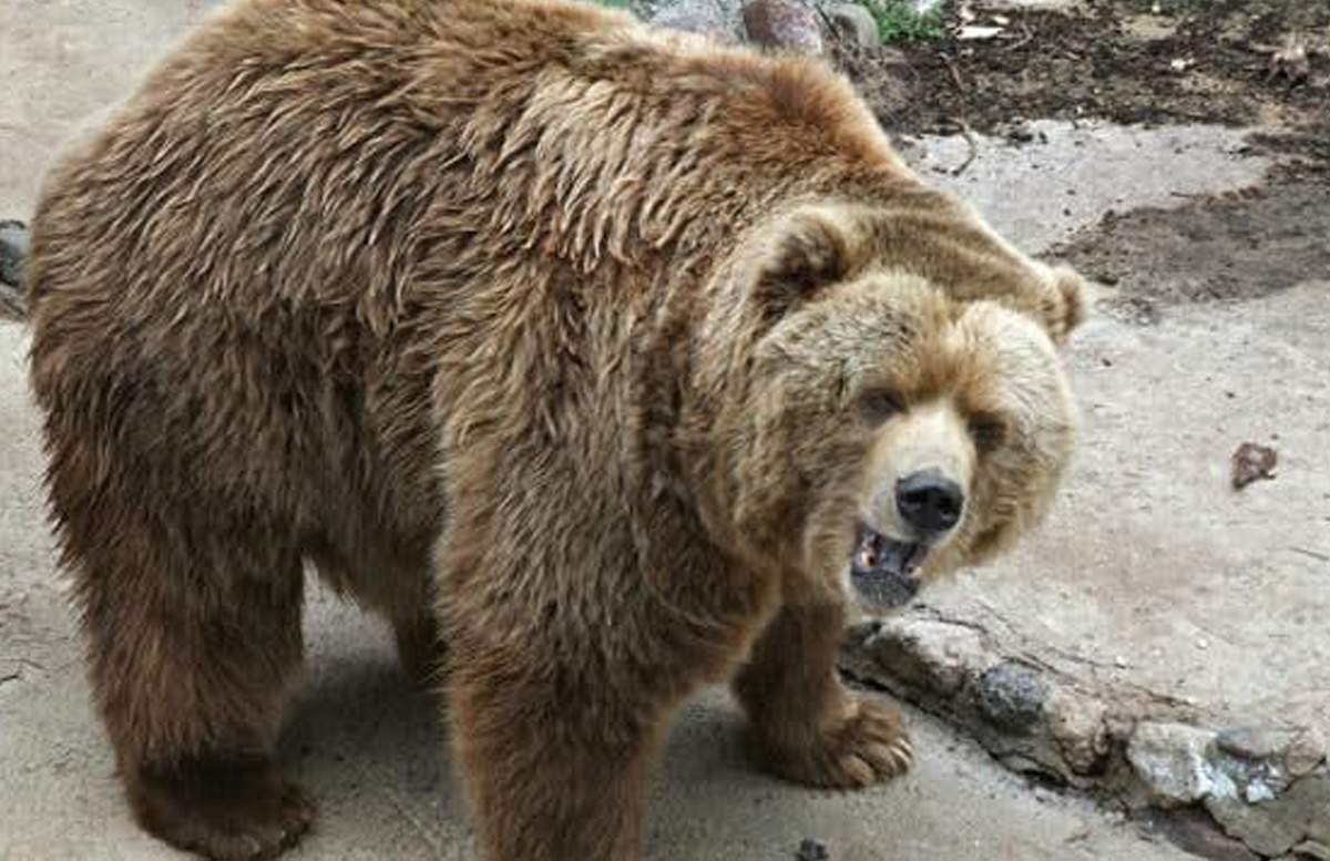 Медведь Зузу Ташкент