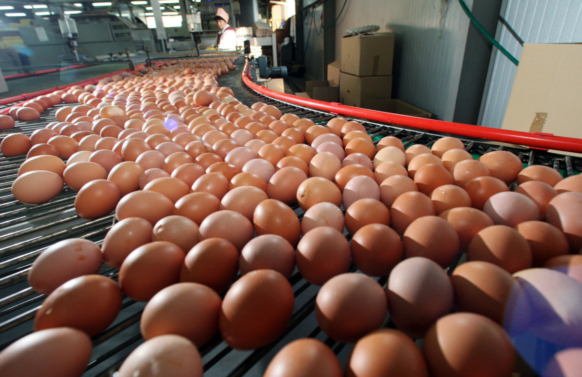 Фермеры прокомментировали запрет на вывоз куриных яиц из Узбекистана