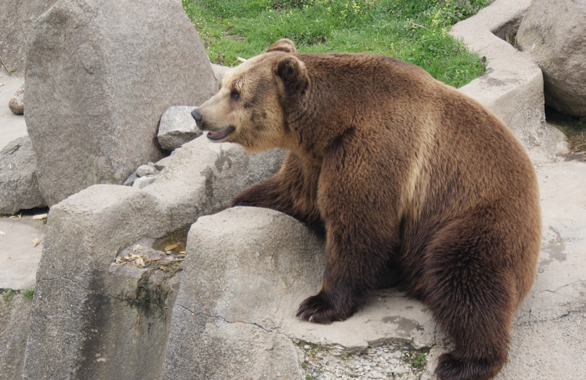 В Ташкентском зоопарке женщина кинула в вольер медведя маленькую девочку
