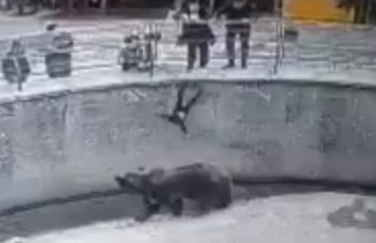 Опубликованы кадры, на которых мама бросает свою дочь в вольер к медведю — видео
