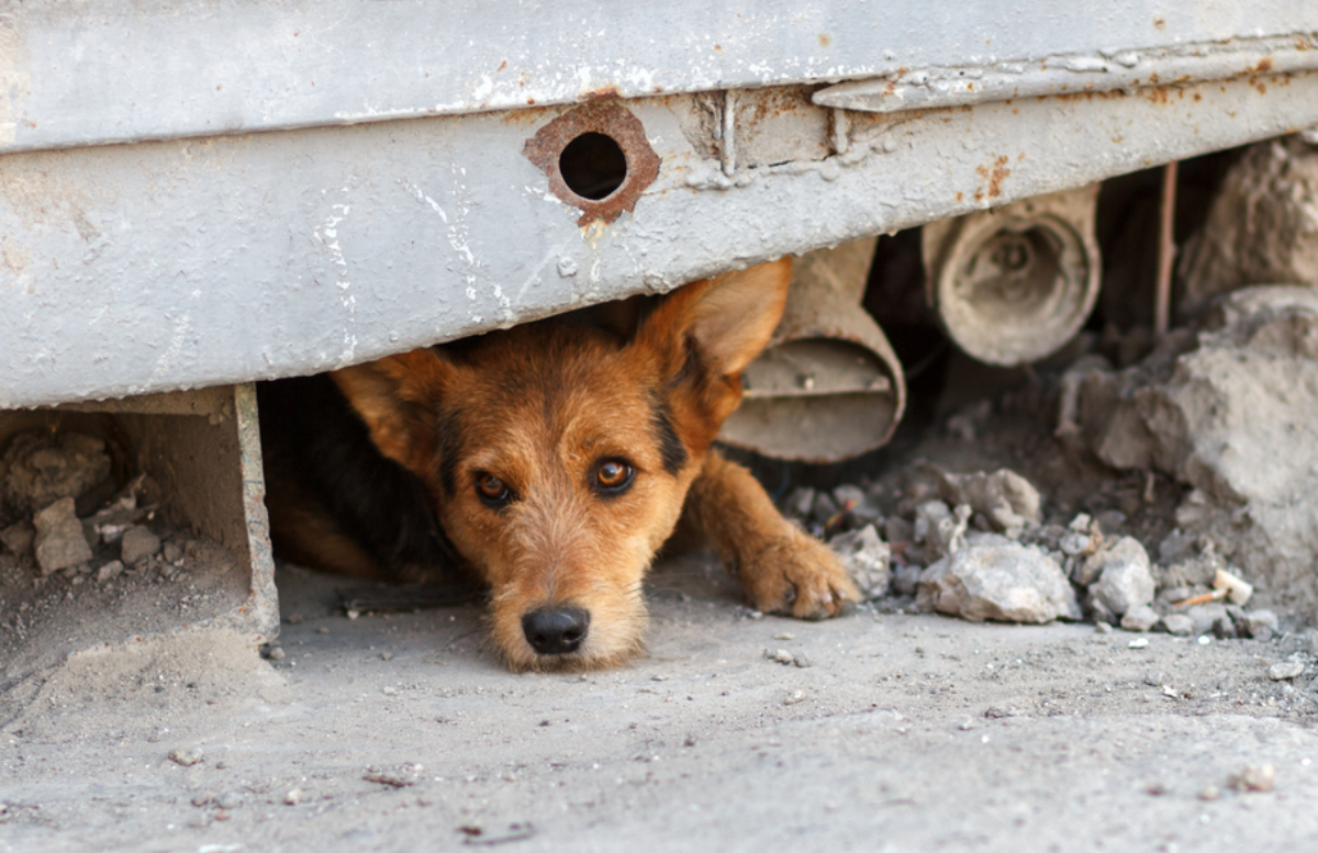 В Карши сотрудники благоустройства травили собак ядом