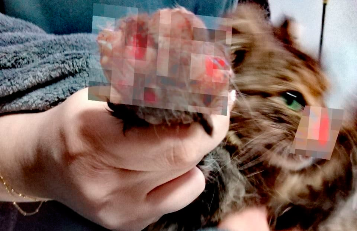 В Ташкенте неизвестные жестоко изувечили кота