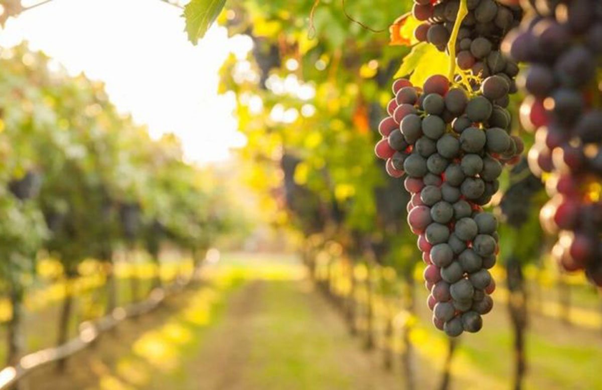 В Узбекистане посадят 75 тысяч гектаров интенсивных садов и новых виноградников