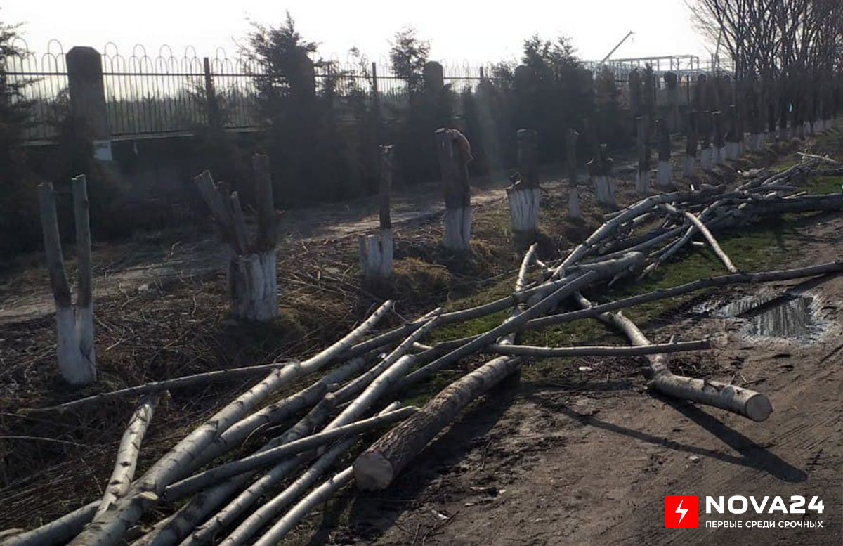 В Ташобласти обрубили десятки деревьев вдоль дороги