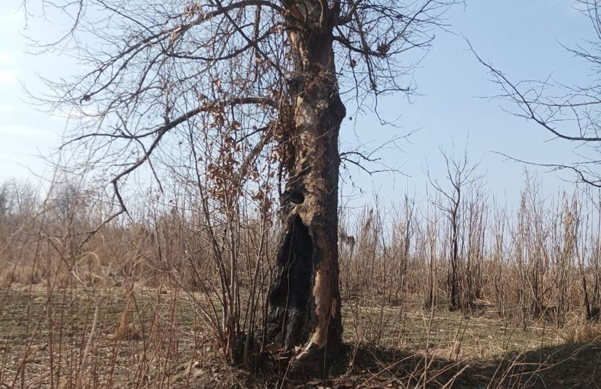 В Ташобласти уничтожили около 200 деревьев мешавших добыче щебня