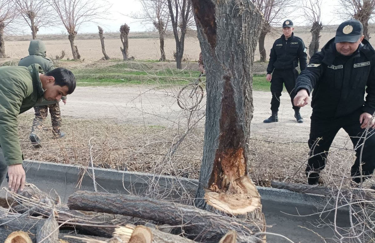 В Ташобласти граждане незаконно срубили 64 сосны