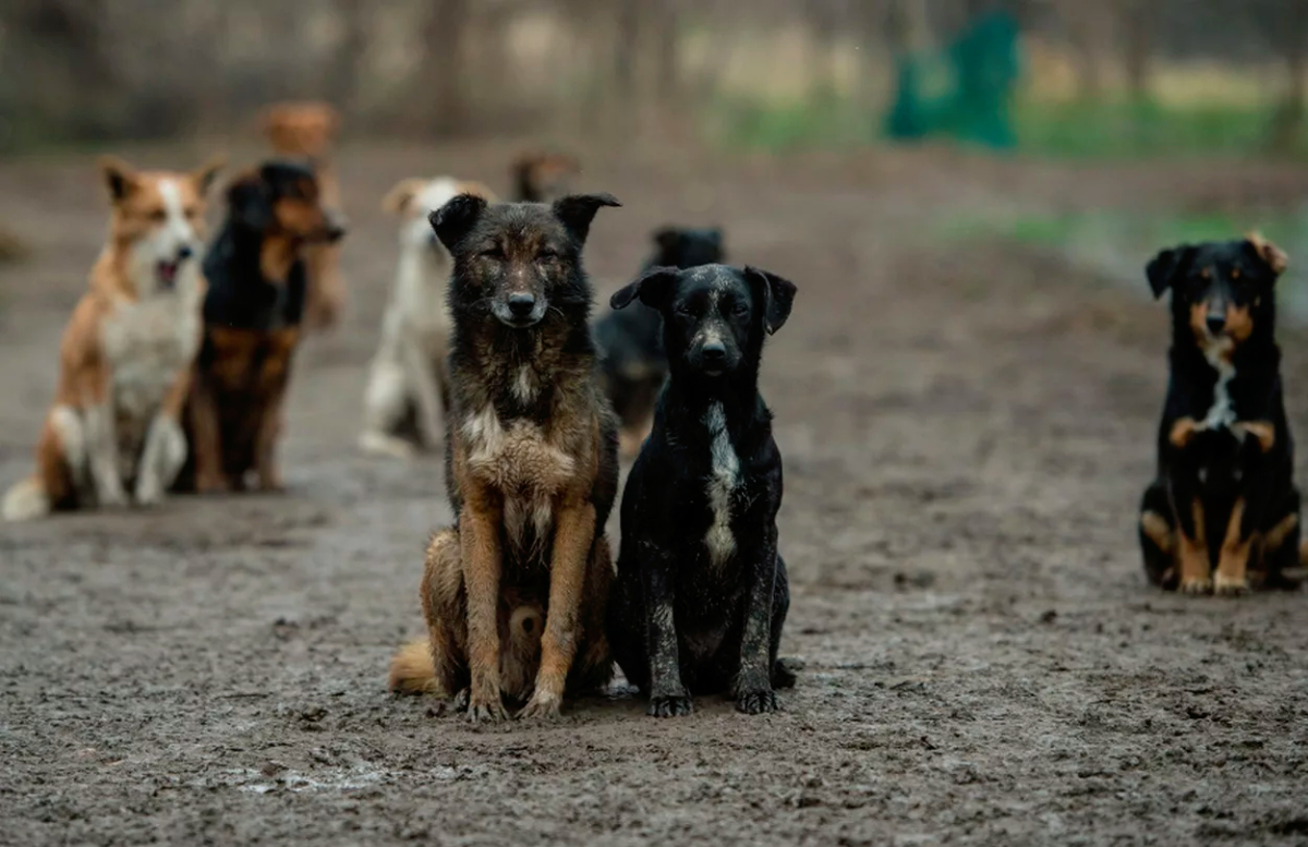 В Ферганской области устроили массовый отстрел собак