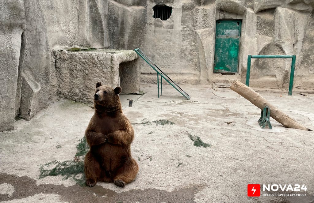 Не тронувшему трехлетнюю девочку медведю Зузу сменили ограждение — фото