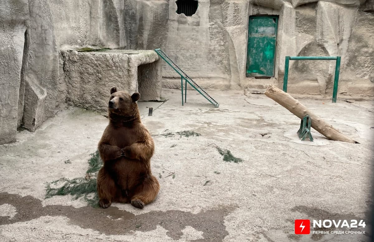 «К выпуску в дикую природу Зузу не готов», — Ташкентский зоопарк