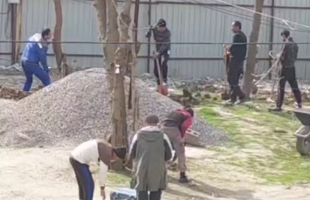 В одном из районов Ташкента предприниматель якобы начал вырубку деревьев для строительства