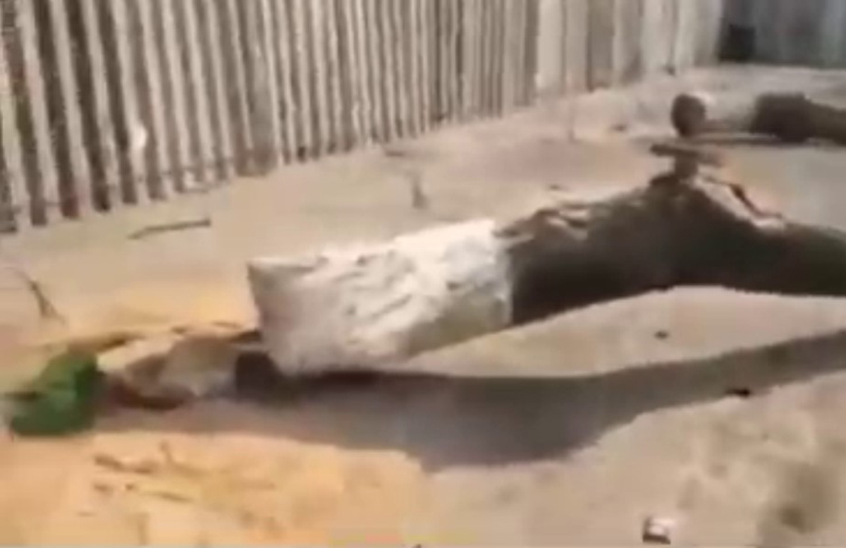 В одном из районов Ташкента срубили 12 многолетних чинар — видео