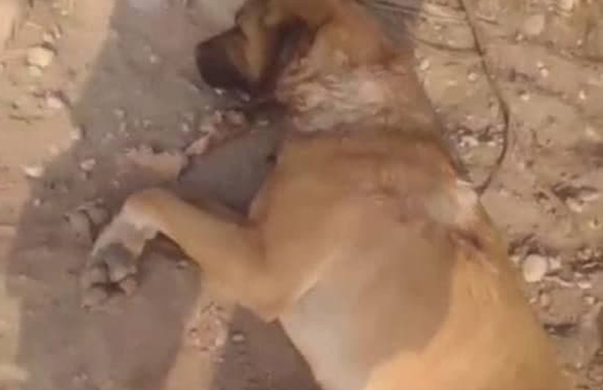 В Фергане жестоко убили бездомную собаку
