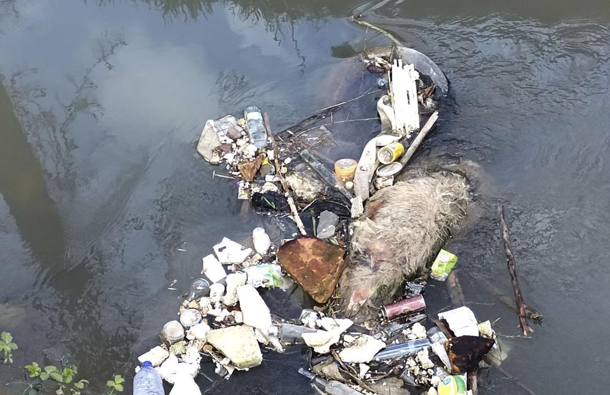 В соцсетях жительница Ташкента пожаловалась на отходы и труп животного в канале Карасу