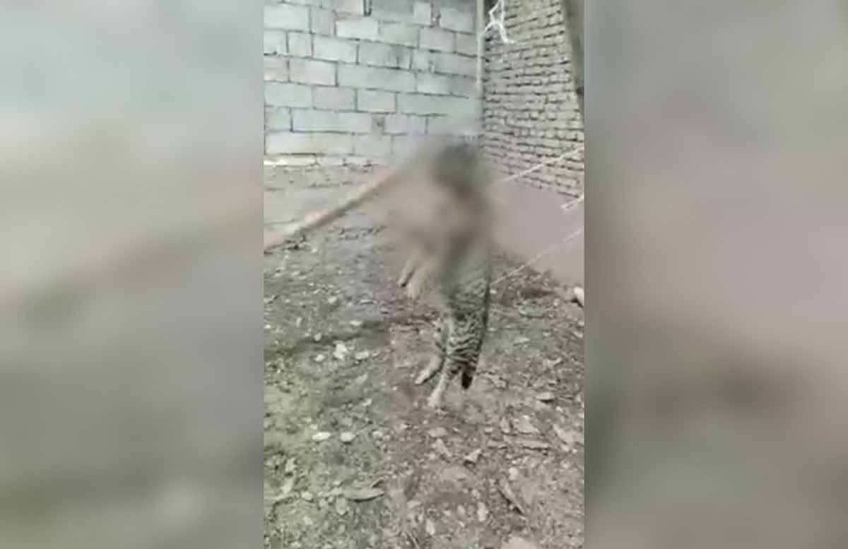 В Узбекистане живодер подвесил кота на дерево и бил его палкой по голове