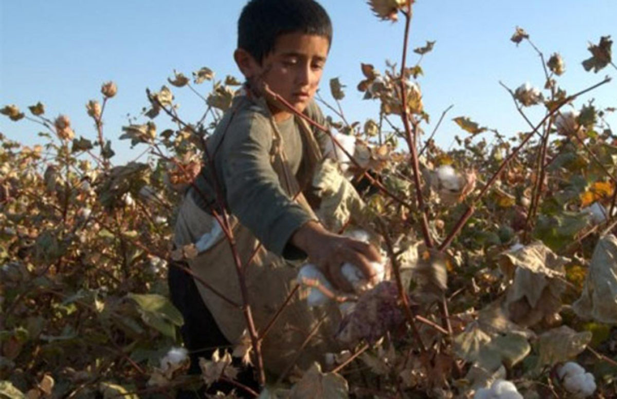 В Узбекистане искоренили принудительный и детский труд в сборе хлопка, — МОТ