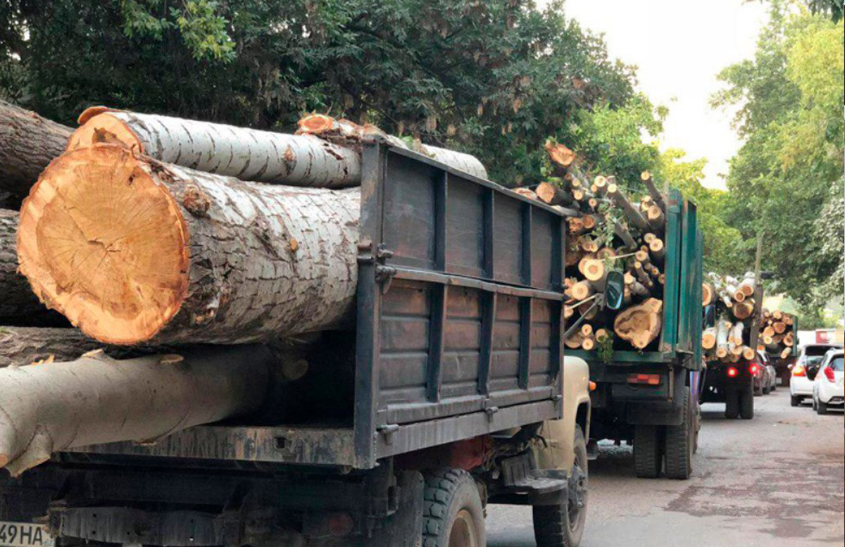 Обнародовано число узбекистанцев, попавшихся на вырубке деревьев и браконьерстве