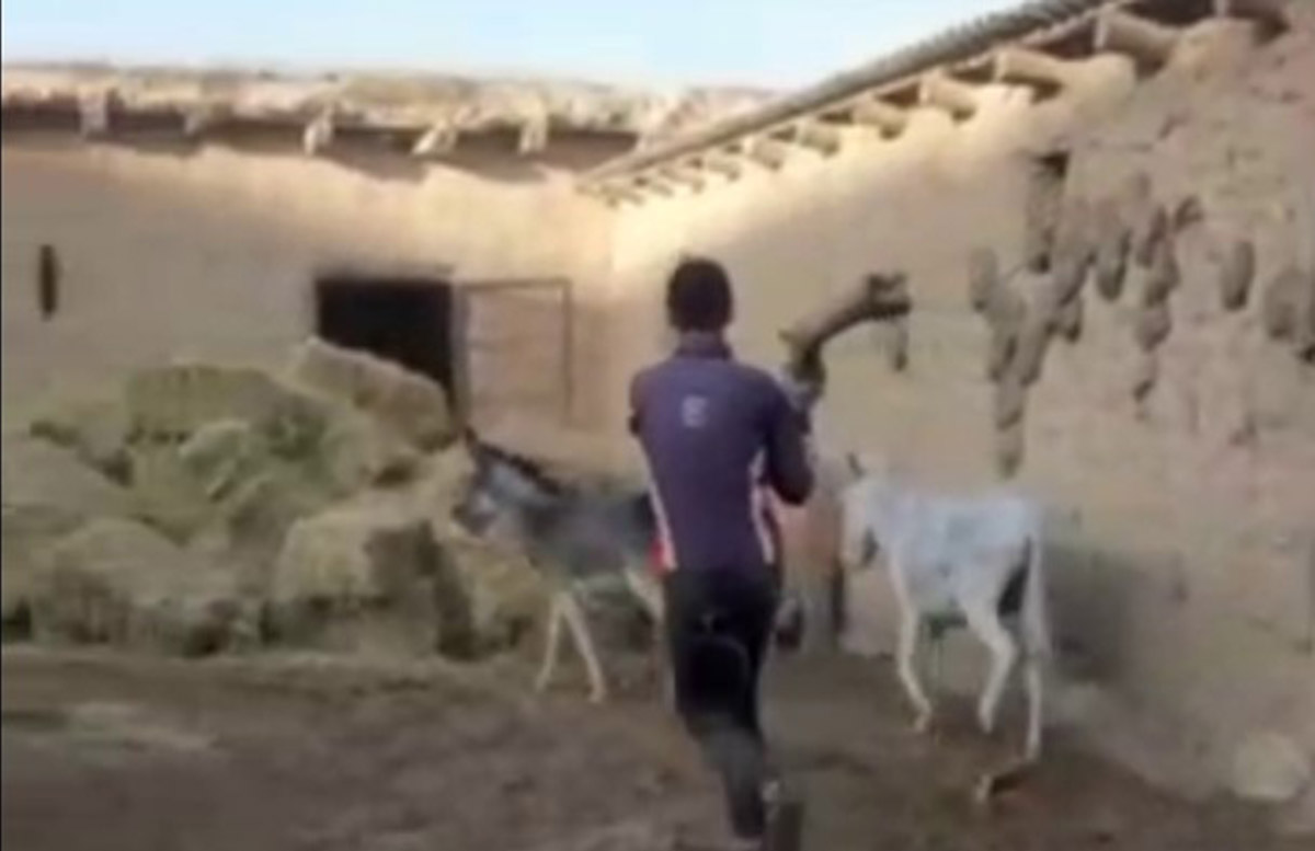 В Кашкадарье мужчины избивали ослов палкой по шее, чтобы парализовать животное