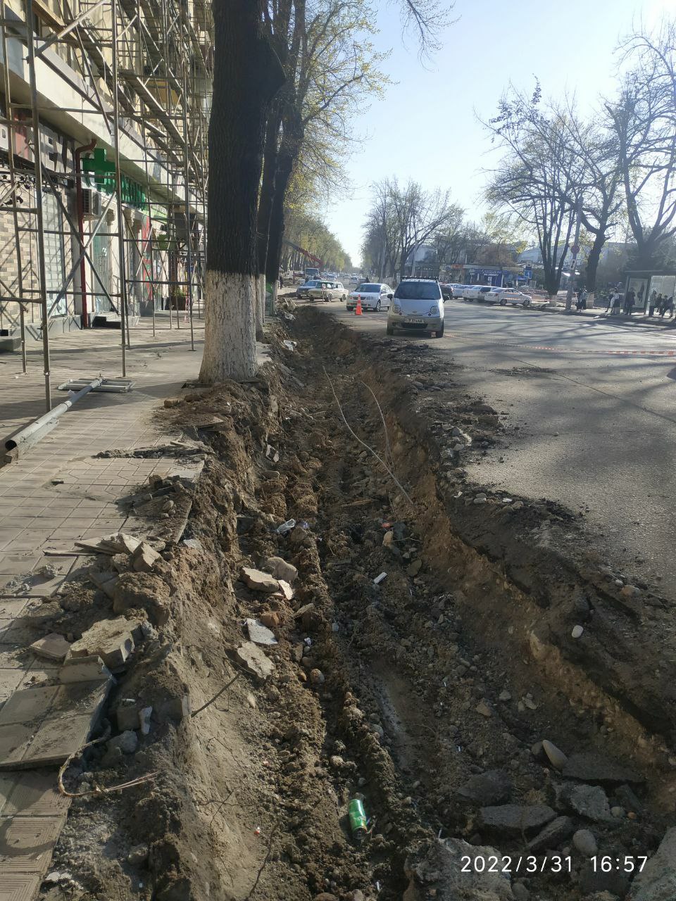 В Ташкенте жители пожаловались на выкапывание корней нескольких больших деревьев