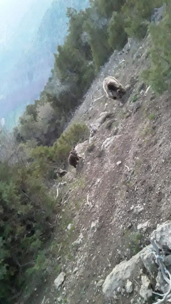 В горах Кашкадарьи жители наткнулись на краснокнижную медведицу