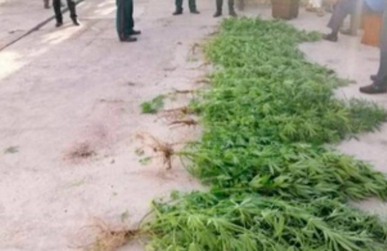 В Андижане мужчина выращивал у себя дома марихуану